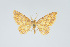  (Eois anguinata - Eo00987)  @11 [ ] Copyright (2009) Natural History Museum, London Natural History Museum, London