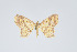  (Eois funiculata - Eo00994)  @13 [ ] Copyright (2009) Natural History Museum, London Natural History Museum, London