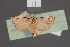  ( - BMNH(E)-953901)  @11 [ ] Copyright (2011) NHM London NHM London