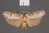  (Cryptophasa agesta - BMNH(E)-953914)  @11 [ ] Copyright (2011) NHM London NHM London