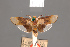  (Cryptophasa hemipsila - BMNH(E)-953915)  @11 [ ] Copyright (2011) NHM London NHM London