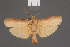  ( - BMNH(E)-953948)  @11 [ ] Copyright (2011) NHM London NHM London