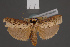  (Cryptophasa aggesta - BMNH(E)-953950)  @11 [ ] Copyright (2011) NHM London NHM London