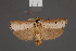  ( - BMNH(E)-953951)  @11 [ ] Copyright (2011) NHM London NHM London