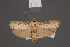 ( - BMNH(E)-953952)  @11 [ ] Copyright (2011) NHM London NHM London