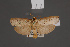  ( - BMNH(E)-953953)  @11 [ ] Copyright (2011) NHM London NHM London