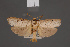  ( - BMNH(E)-953956)  @11 [ ] Copyright (2011) NHM London NHM London
