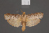  ( - BMNH(E)-953957)  @11 [ ] Copyright (2011) NHM London NHM London