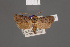  (Cryptophasa stochastis - BMNH(E)-953958)  @11 [ ] Copyright (2011) NHM London NHM London