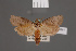  ( - BMNH(E)-953961)  @11 [ ] Copyright (2011) NHM London NHM London