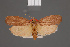  (Cryptophasa phaethontia - BMNH(E)-953962)  @11 [ ] Copyright (2011) NHM London NHM London