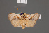  ( - BMNH(E)-953963)  @11 [ ] Copyright (2011) NHM London NHM London