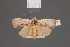  ( - BMNH(E)-953964)  @11 [ ] Copyright (2011) NHM London NHM London