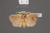  ( - BMNH(E)-953965)  @11 [ ] Copyright (2011) NHM London NHM London