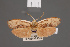  (Cryptophasa ensigera - BMNH(E)-953966)  @11 [ ] Copyright (2011) NHM London NHM London