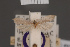  ( - BMNH(E)-954013)  @11 [ ] Copyright (2011) NHM London NHM London