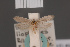  ( - BMNH(E)-954023)  @11 [ ] Copyright (2011) NHM London NHM London