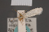  ( - BMNH(E)-954046)  @11 [ ] Copyright (2011) NHM London NHM London