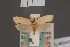  ( - BMNH(E)-954057)  @11 [ ] Copyright (2011) NHM London NHM London
