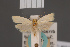  ( - BMNH(E)-954058)  @11 [ ] Copyright (2011) NHM London NHM London