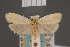  ( - BMNH(E)-954059)  @11 [ ] Copyright (2011) NHM London NHM London