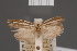  ( - BMNH(E)-954078)  @11 [ ] Copyright (2011) NHM London NHM London