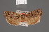  ( - BMNH(E)-954086)  @11 [ ] Copyright (2011) NHM London NHM London