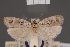  ( - BMNH(E)-954111)  @11 [ ] Copyright (2011) NHM London NHM London