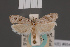 ( - BMNH(E)-954112)  @11 [ ] Copyright (2011) NHM London NHM London
