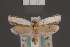  ( - BMNH(E)-954128)  @11 [ ] Copyright (2011) NHM London NHM London