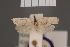  (Odites cyphoma - BMNH(E)-954129)  @11 [ ] Copyright (2011) NHM London NHM London