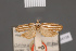  (Catoryctis nexella - BMNH(E)-954138)  @11 [ ] Copyright (2011) NHM London NHM London