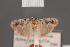  (Cryptolechia conferella - BMNH(E)-954159)  @11 [ ] Copyright (2011) NHM London NHM London