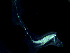  (Macrosetella - OLT17Cope091)  @11 [ ] Laboratory of Marine Biology (2017) Battuello, Marco University of Turin