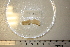  ( - MT01631)  @11 [ ] CreativeCommons - Attribution Non-Commercial Share-Alike (2015) Unspecified Deutsche Zentrum fuer Marine Biodiversitaetsforschung Wilhelmshaven
