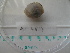  ( - MT04864)  @14 [ ] CreativeCommons - Attribution Non-Commercial Share-Alike (2015) Unspecified Deutsche Zentrum fuer Marine Biodiversitaetsforschung Wilhelmshaven