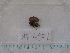  ( - MT04972)  @12 [ ] CreativeCommons - Attribution Non-Commercial Share-Alike (2015) Unspecified Deutsche Zentrum fuer Marine Biodiversitaetsforschung Wilhelmshaven