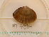  (Mactra stultorum - MT04984)  @12 [ ] CreativeCommons - Attribution Non-Commercial Share-Alike (2015) Unspecified Deutsche Zentrum fuer Marine Biodiversitaetsforschung Wilhelmshaven