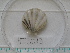  ( - MT05013)  @11 [ ] CreativeCommons - Attribution Non-Commercial Share-Alike (2015) Unspecified Deutsche Zentrum fuer Marine Biodiversitaetsforschung Wilhelmshaven