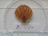  ( - MT05014)  @11 [ ] CreativeCommons - Attribution Non-Commercial Share-Alike (2015) Unspecified Deutsche Zentrum fuer Marine Biodiversitaetsforschung Wilhelmshaven