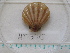  ( - MT05015)  @11 [ ] CreativeCommons - Attribution Non-Commercial Share-Alike (2015) Unspecified Deutsche Zentrum fuer Marine Biodiversitaetsforschung Wilhelmshaven