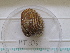  ( - MT05063)  @11 [ ] CreativeCommons - Attribution Non-Commercial Share-Alike (2015) Unspecified Deutsche Zentrum fuer Marine Biodiversitaetsforschung Wilhelmshaven