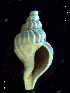  ( - MT07708)  @11 [ ] CreativeCommons - Attribution Non-Commercial Share-Alike (2015) Unspecified Deutsche Zentrum fuer Marine Biodiversitaetsforschung Wilhelmshaven