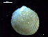  ( - MT07715)  @11 [ ] CreativeCommons - Attribution Non-Commercial Share-Alike (2015) Unspecified Deutsche Zentrum fuer Marine Biodiversitaetsforschung Wilhelmshaven