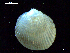  ( - MT07715)  @11 [ ] CreativeCommons - Attribution Non-Commercial Share-Alike (2015) Unspecified Deutsche Zentrum fuer Marine Biodiversitaetsforschung Wilhelmshaven