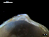  ( - MT07717)  @11 [ ] CreativeCommons - Attribution Non-Commercial Share-Alike (2015) Unspecified Deutsche Zentrum fuer Marine Biodiversitaetsforschung Wilhelmshaven
