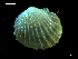  ( - MT07718)  @11 [ ] CreativeCommons - Attribution Non-Commercial Share-Alike (2015) Unspecified Deutsche Zentrum fuer Marine Biodiversitaetsforschung Wilhelmshaven