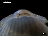  ( - MT07718)  @11 [ ] CreativeCommons - Attribution Non-Commercial Share-Alike (2015) Unspecified Deutsche Zentrum fuer Marine Biodiversitaetsforschung Wilhelmshaven