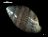  ( - MT07731)  @11 [ ] CreativeCommons - Attribution Non-Commercial Share-Alike (2015) Unspecified Deutsche Zentrum fuer Marine Biodiversitaetsforschung Wilhelmshaven