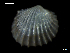  ( - MT07743)  @11 [ ] CreativeCommons - Attribution Non-Commercial Share-Alike (2015) Unspecified Deutsche Zentrum fuer Marine Biodiversitaetsforschung Wilhelmshaven